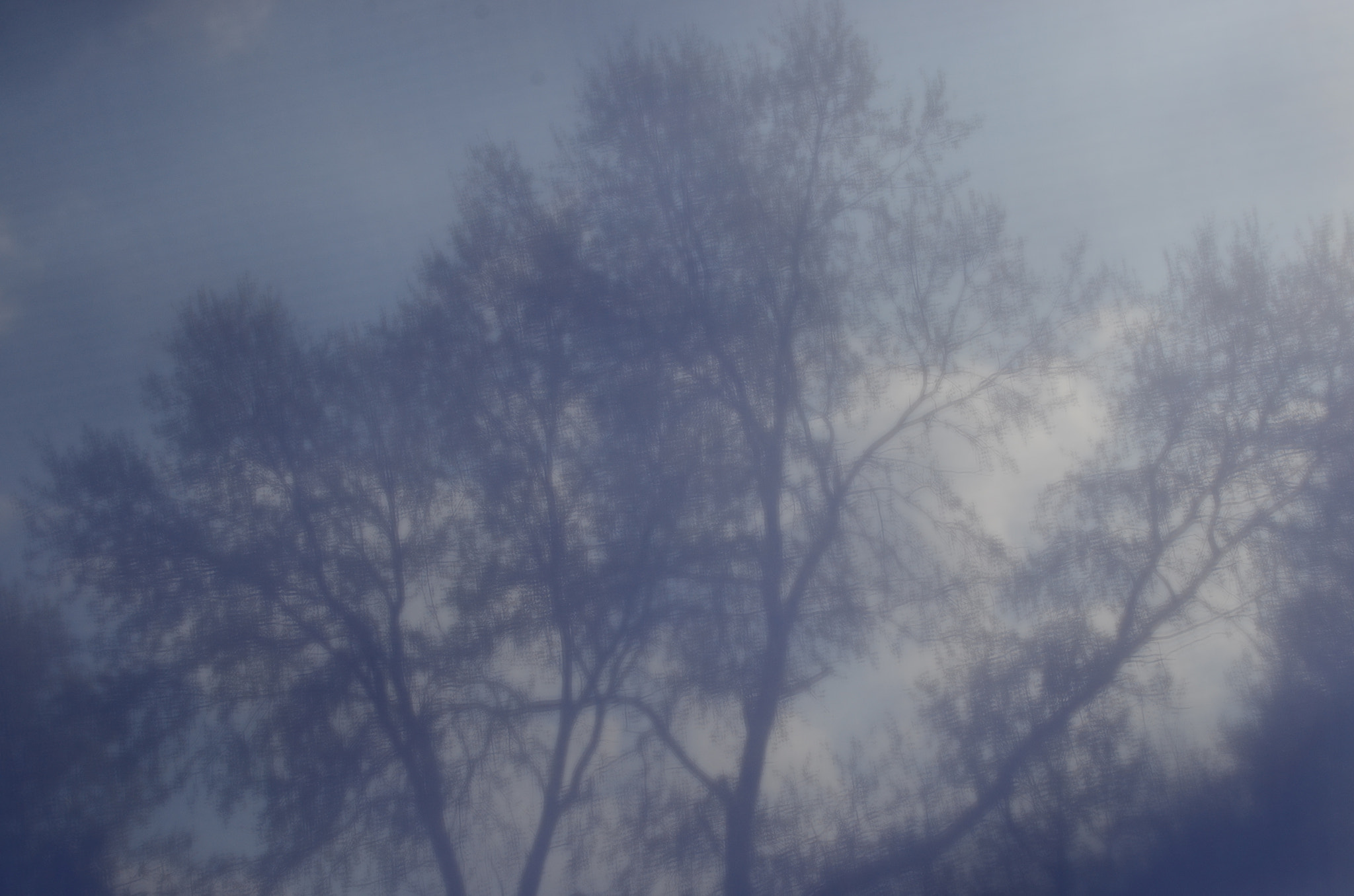 Nikon D7000 sample photo. Trees in a windy sky photography