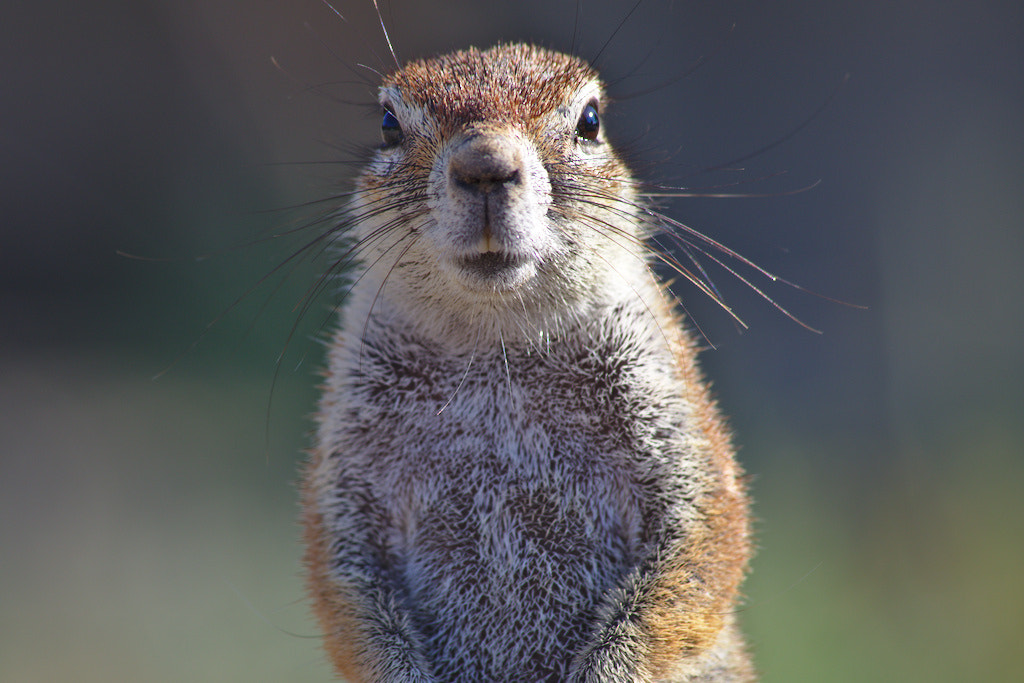 Canon EF 70-300mm F4-5.6 IS USM sample photo. My new friend (namibia) photography