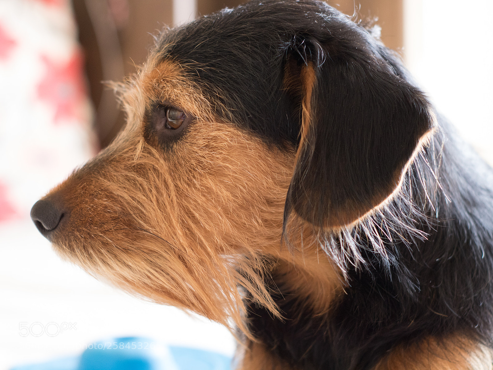 Canon EOS 750D (EOS Rebel T6i / EOS Kiss X8i) sample photo. Dog look photography