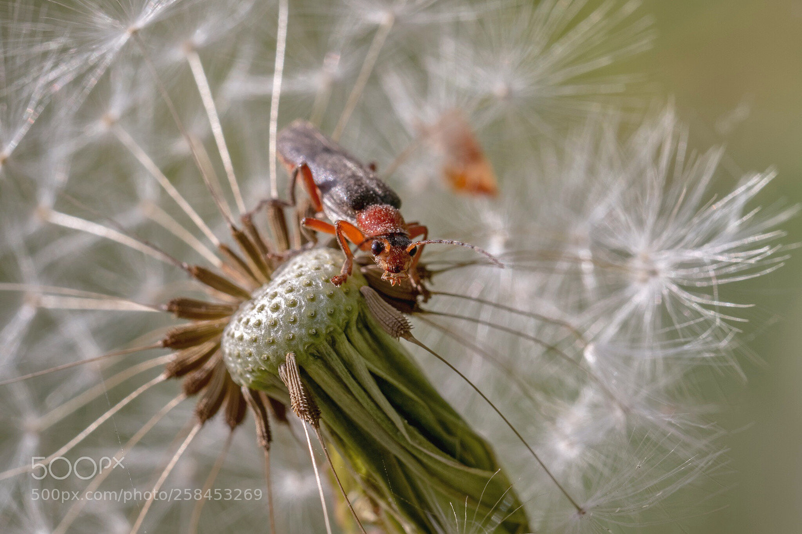 Canon EOS 7D Mark II sample photo. Bug photography