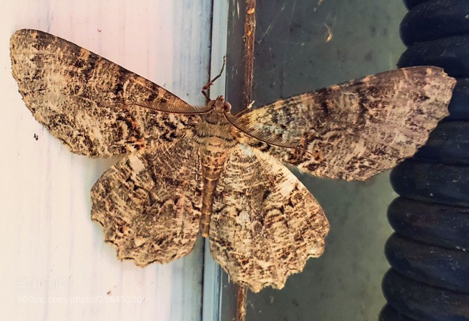 Samsung Galaxy S9 sample photo. Moth photography
