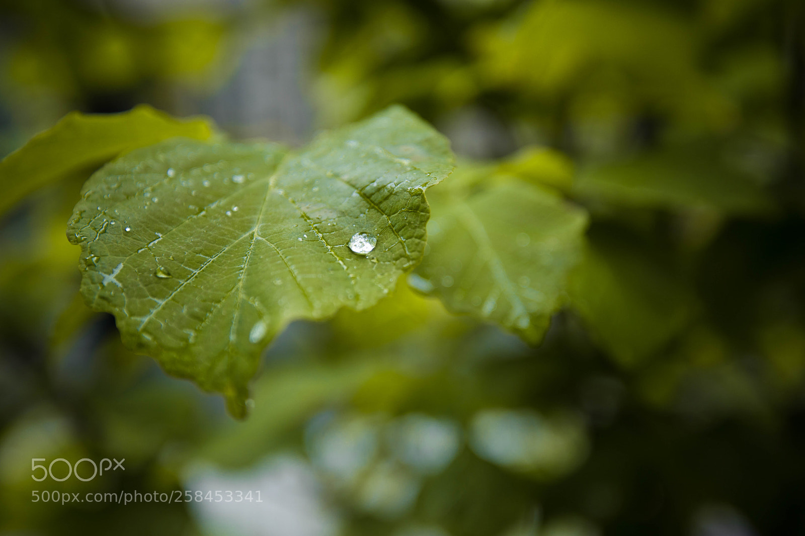 Canon EOS 5D Mark IV sample photo. Purity photography