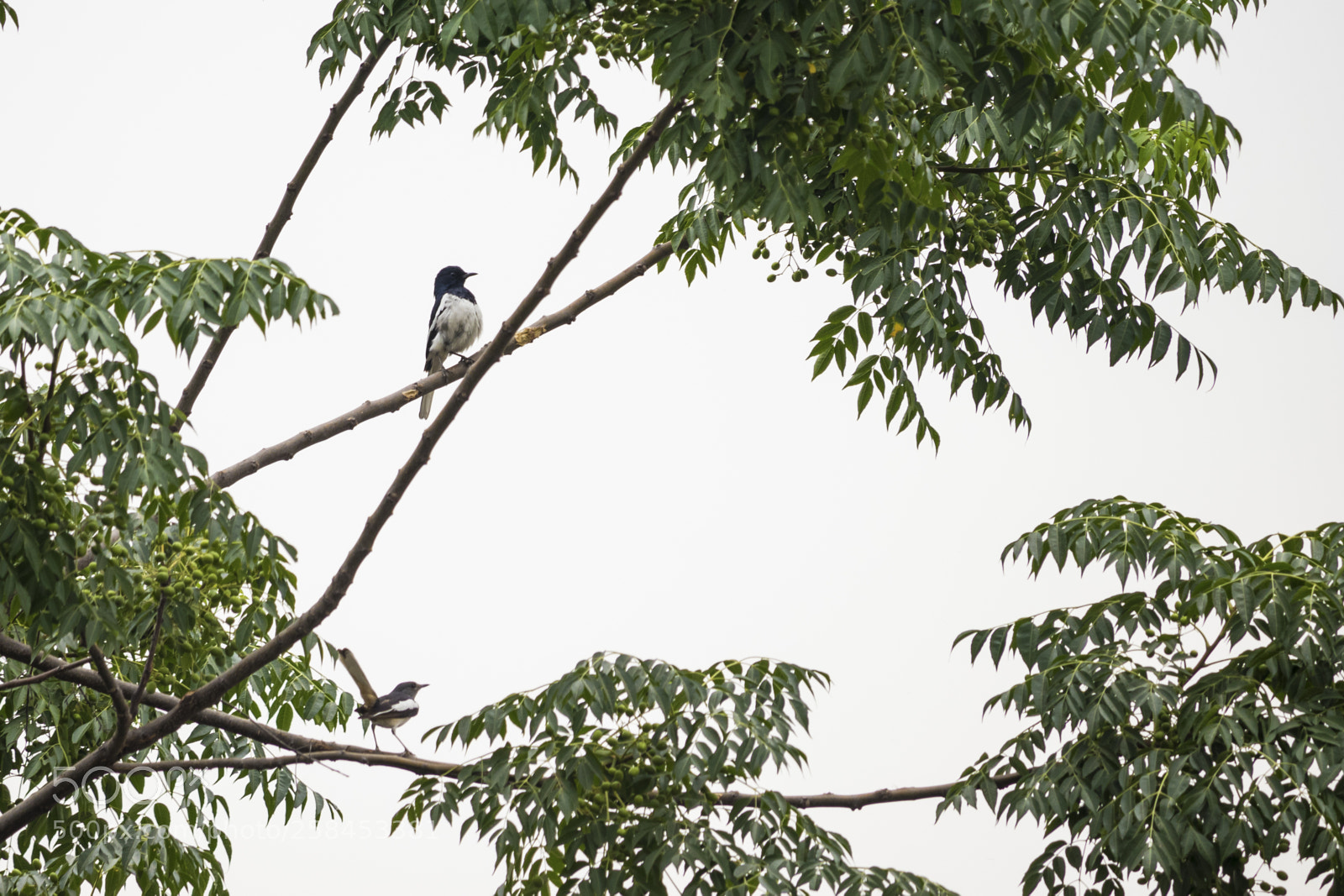 Canon EOS 200D (EOS Rebel SL2 / EOS Kiss X9) sample photo. Two magpie robins photography