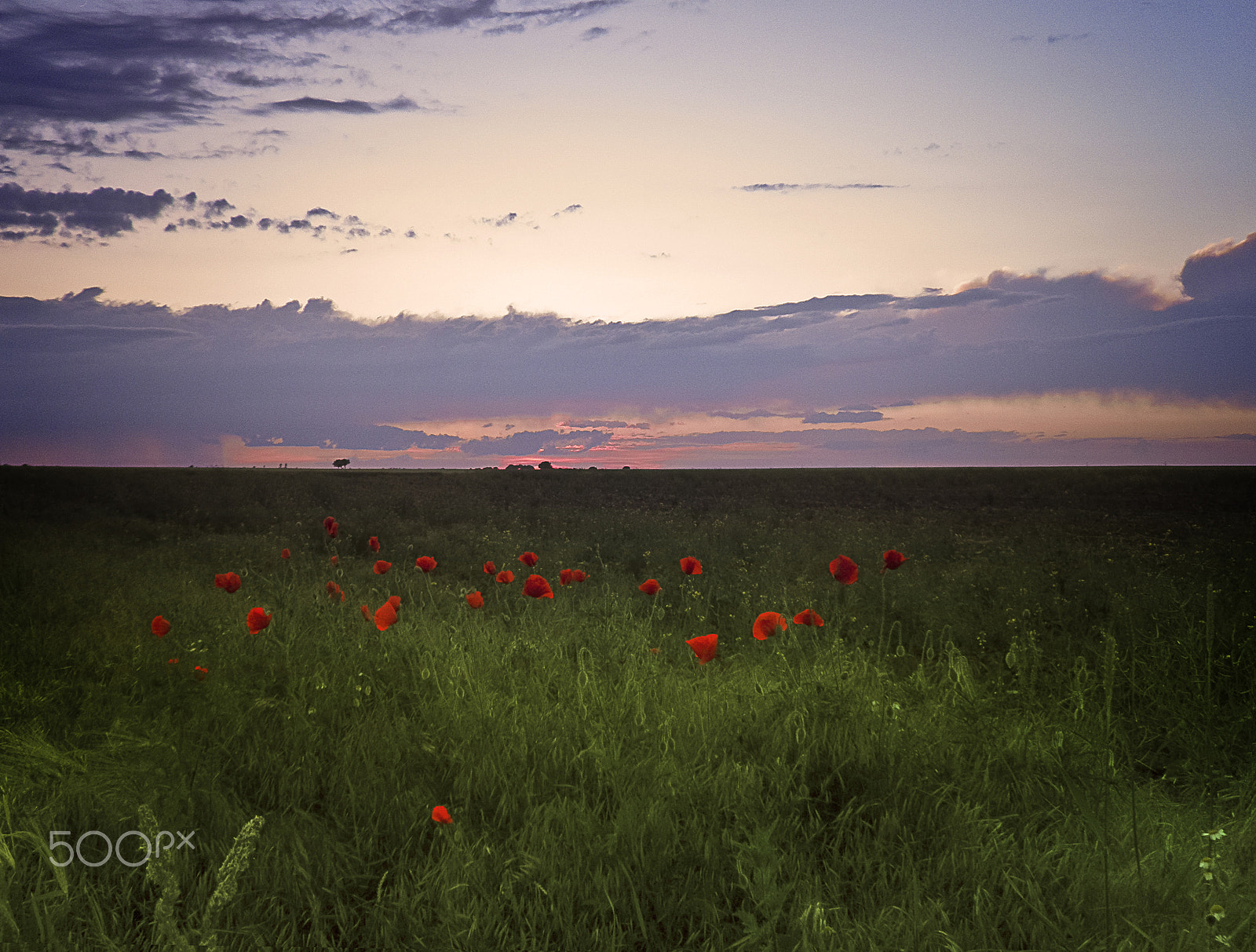 Olympus SP800UZ sample photo. Sunset poppies photography