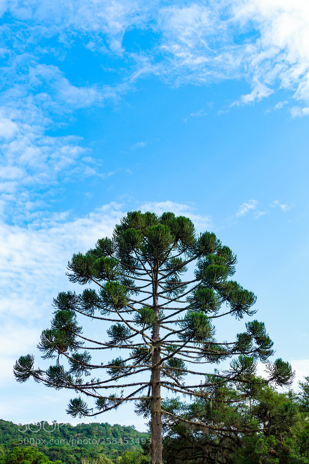 Canon EOS 700D (EOS Rebel T5i / EOS Kiss X7i) sample photo. Tree and sky photography