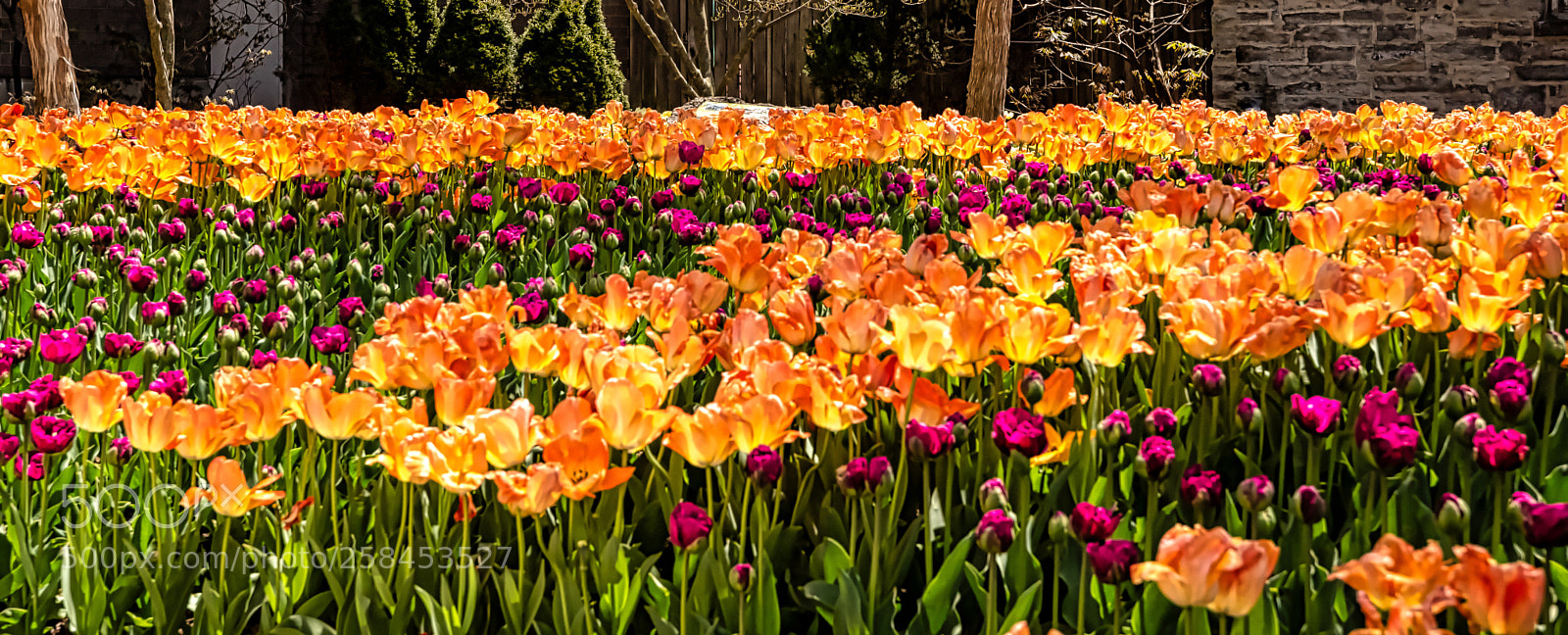 Nikon D610 sample photo. Untitled photography