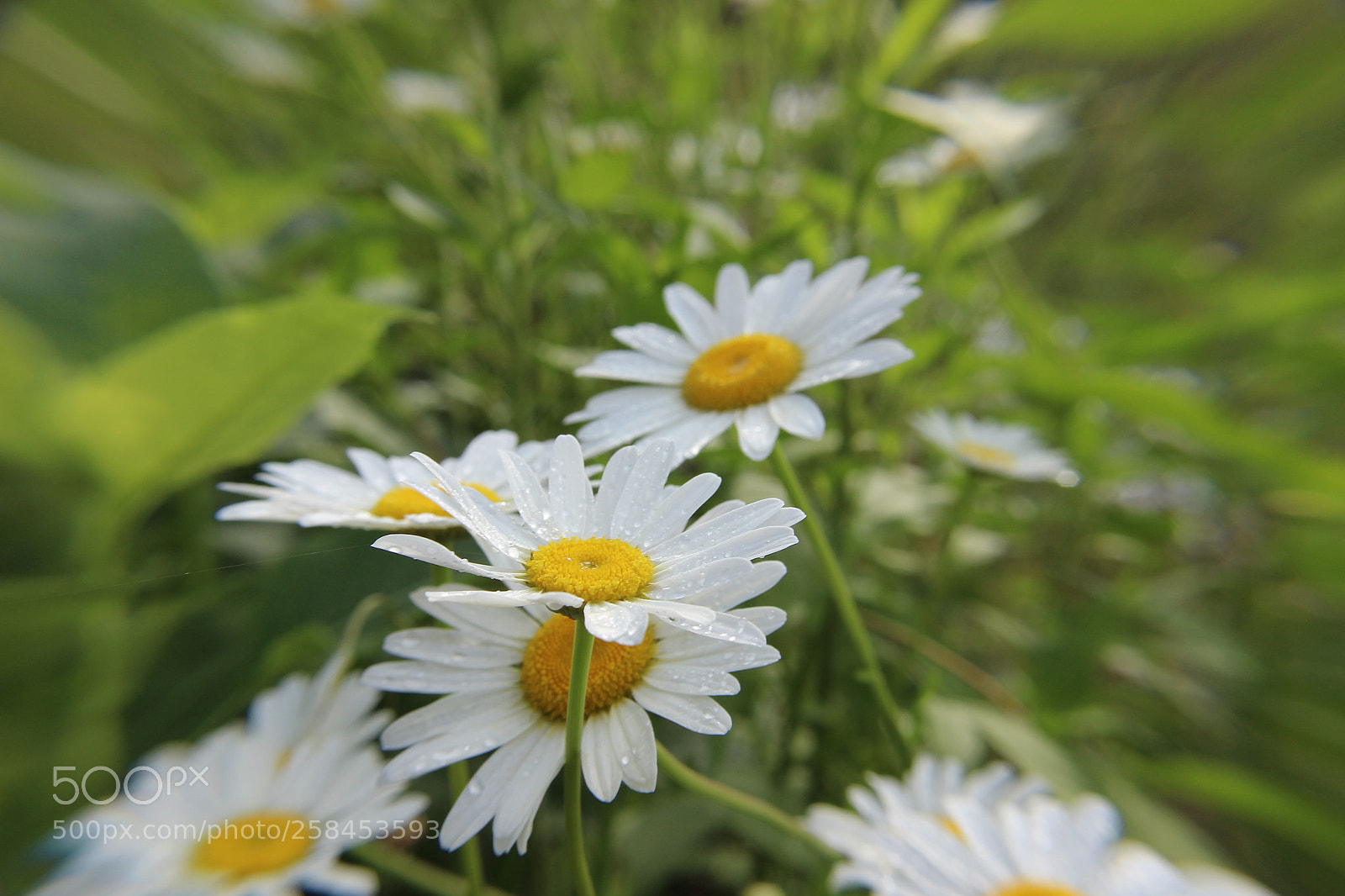 Canon EOS 600D (Rebel EOS T3i / EOS Kiss X5) sample photo. A morning in smyrna photography