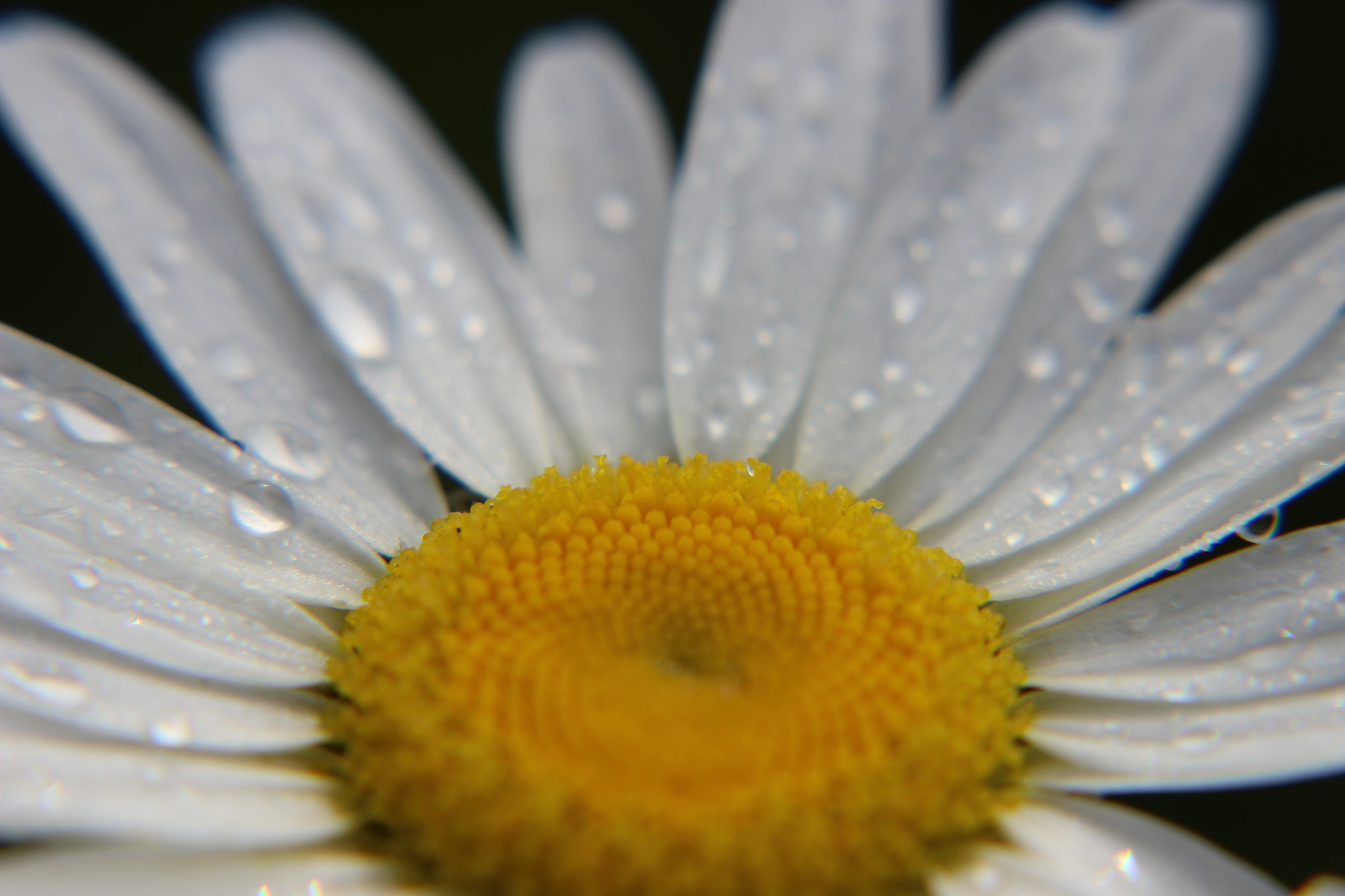 Canon EF 75-300mm f/4-5.6 sample photo. A morning in smyrna photography