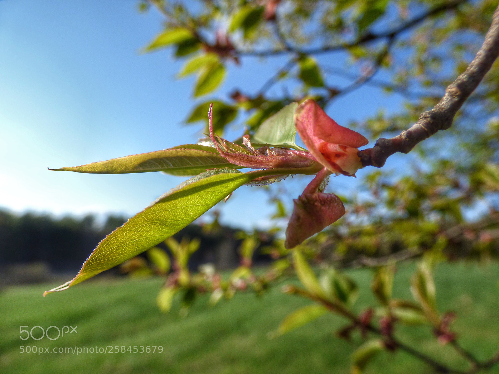 Panasonic Lumix DMC-FZ70 sample photo. Spring leaves photography