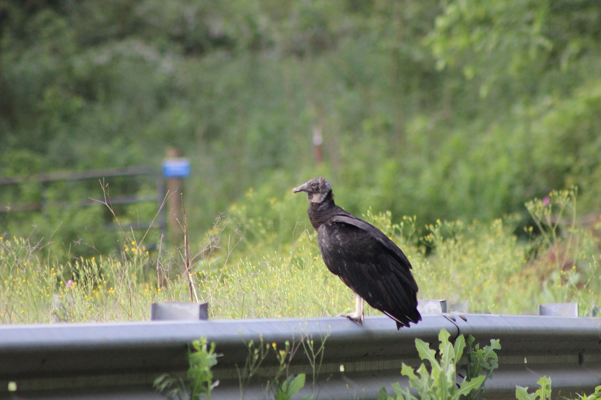 Canon EF 75-300mm f/4-5.6 sample photo. A morning in smyrna photography