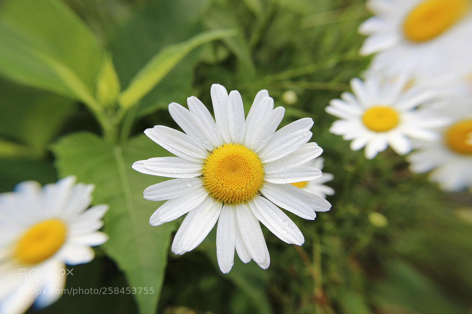 Canon EOS 600D (Rebel EOS T3i / EOS Kiss X5) sample photo. A morning in smyrna photography