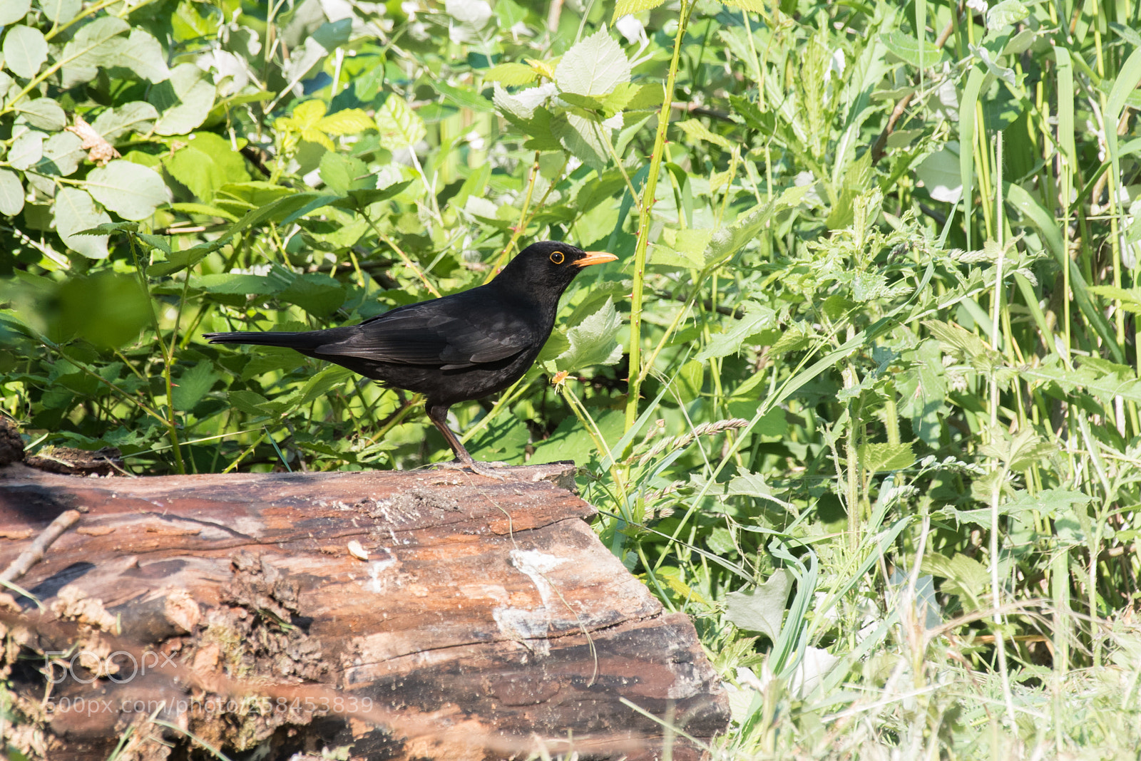 Nikon D750 sample photo. Blackbird photography