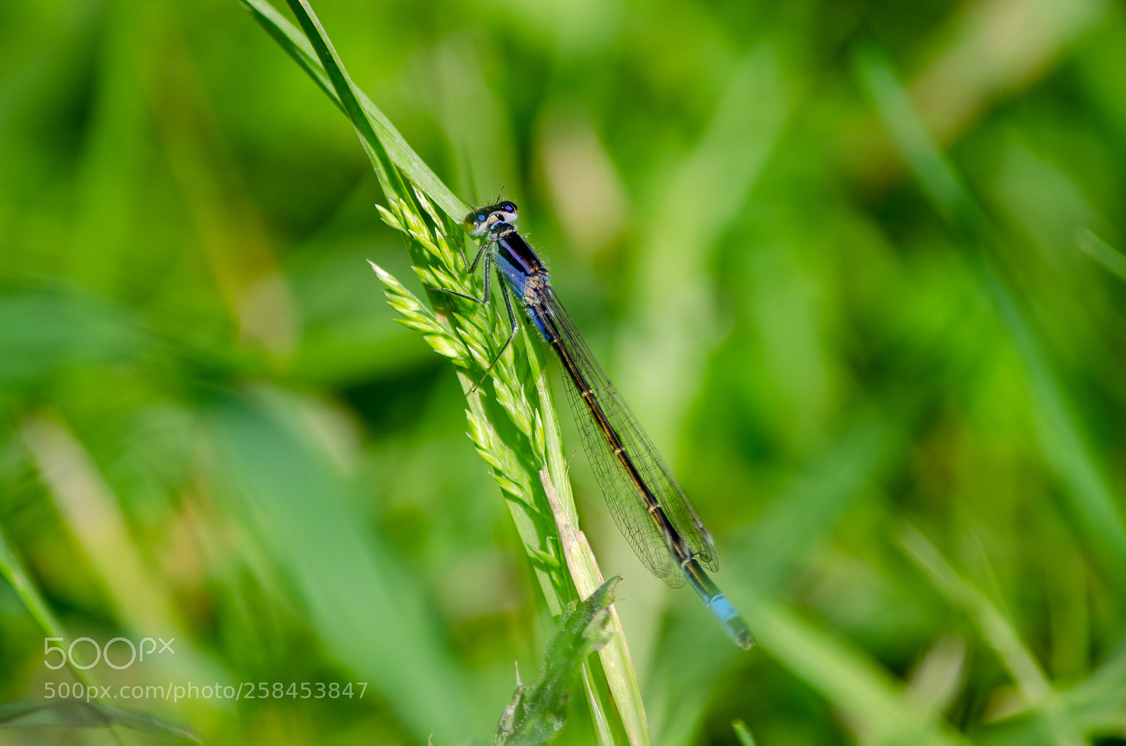 Nikon D5100 sample photo. Libelle photography