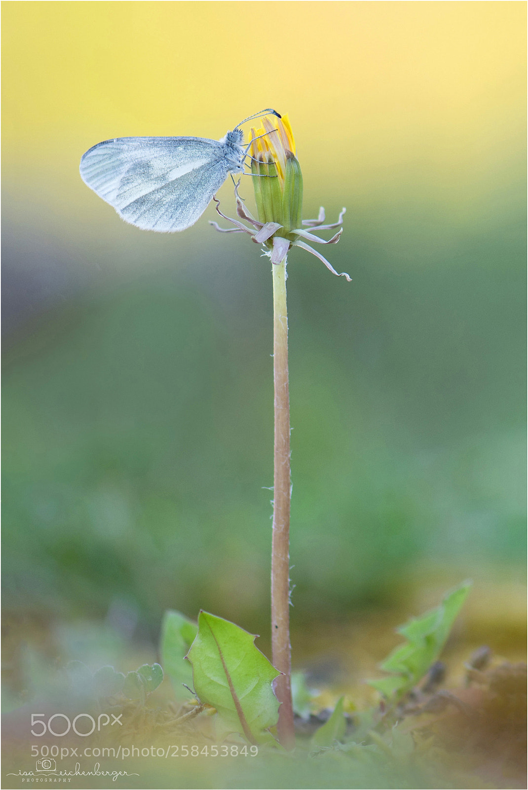 Nikon D850 sample photo. Real's wood white photography