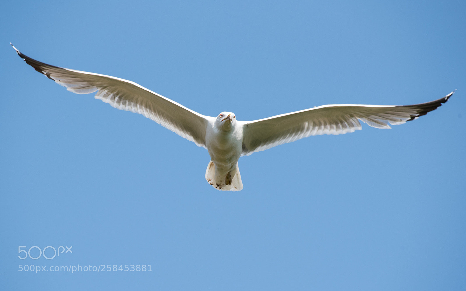 Nikon D750 sample photo. Gull photography