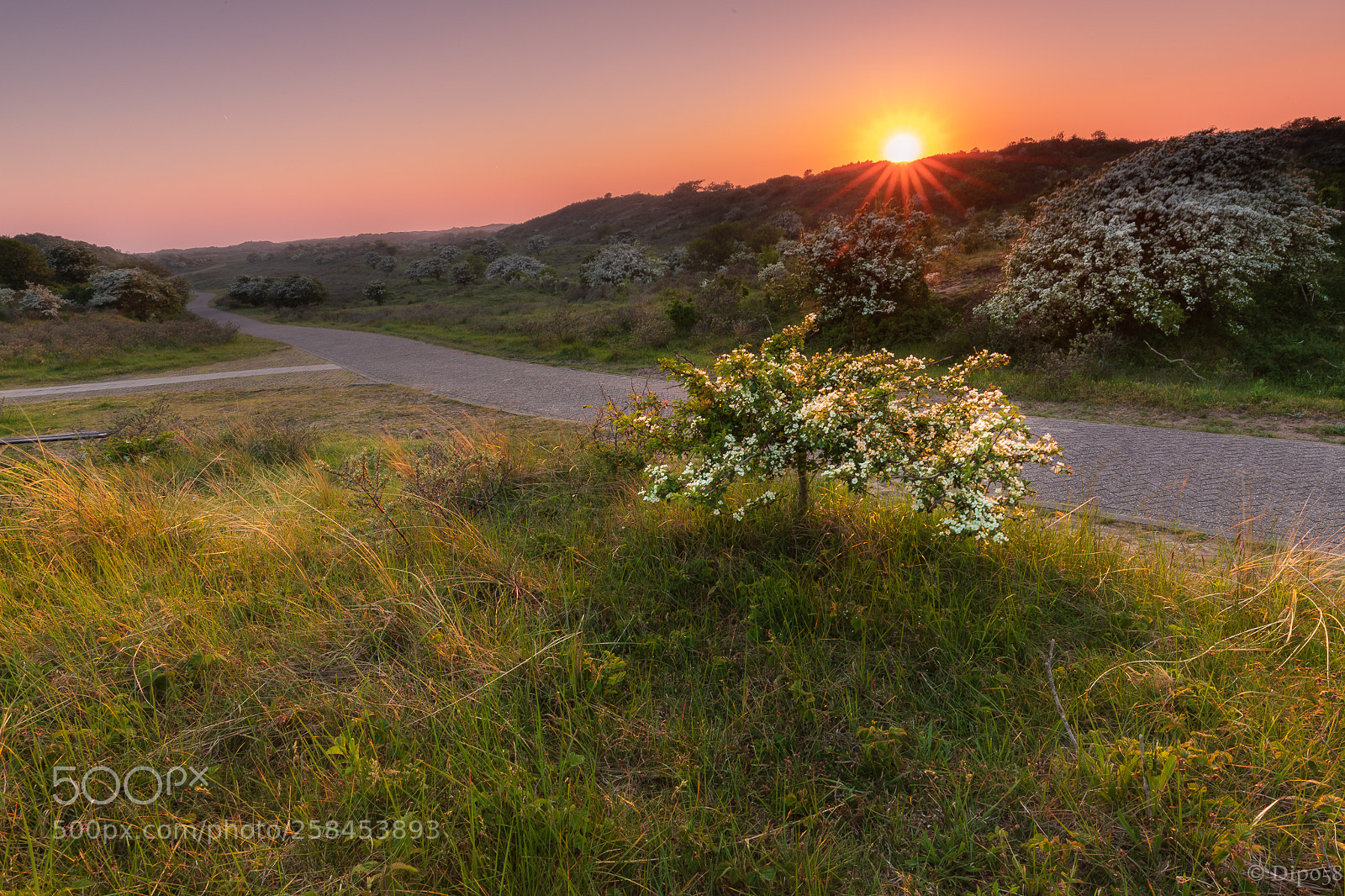 Canon EOS 6D Mark II sample photo. Hawthorn i: sunset photography