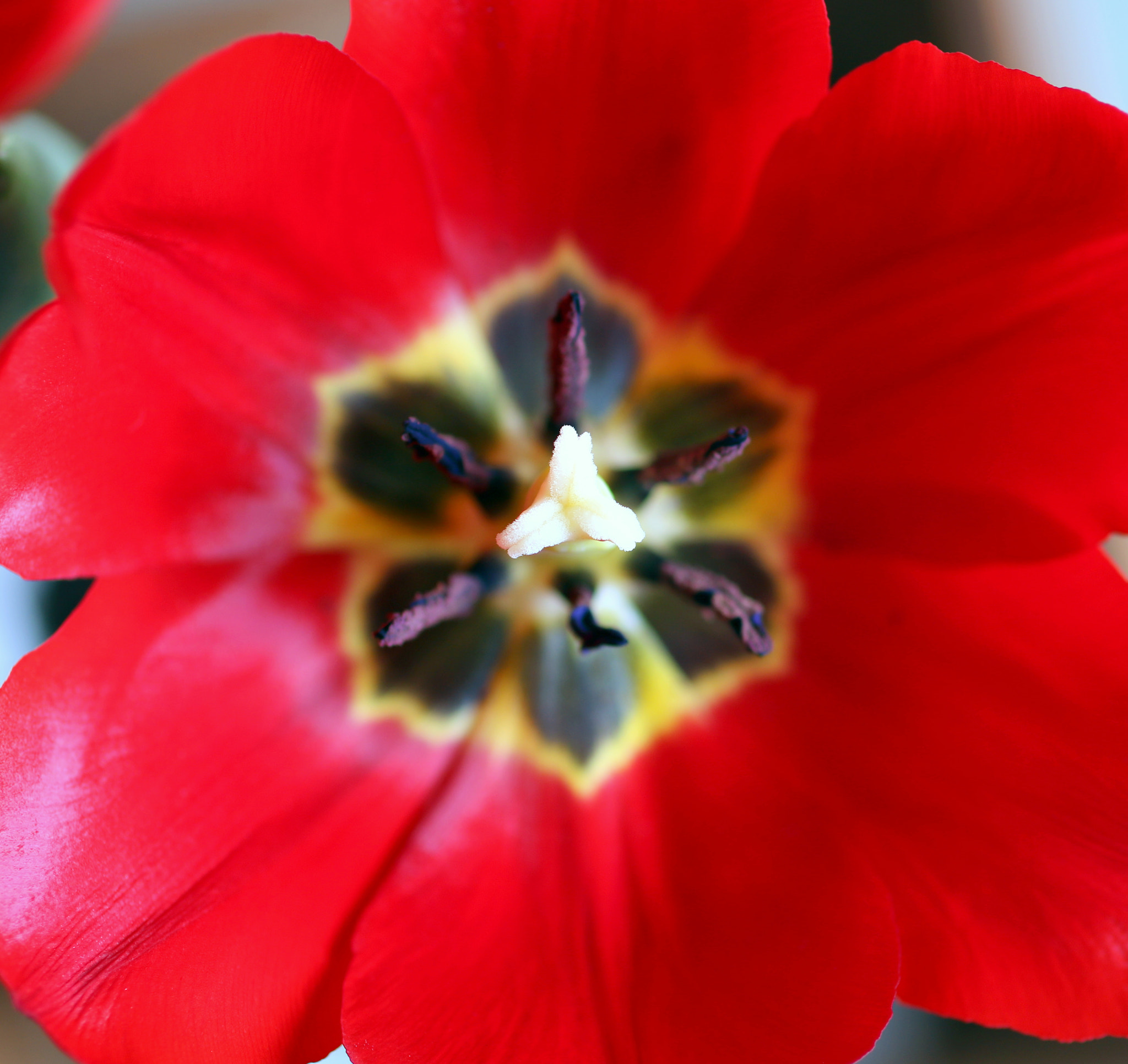 Canon EOS 750D (EOS Rebel T6i / EOS Kiss X8i) + Canon EF 50mm F2.5 Macro sample photo