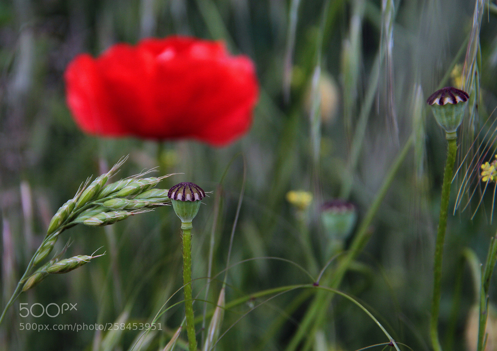 Canon EOS 600D (Rebel EOS T3i / EOS Kiss X5) sample photo. Meadow photography