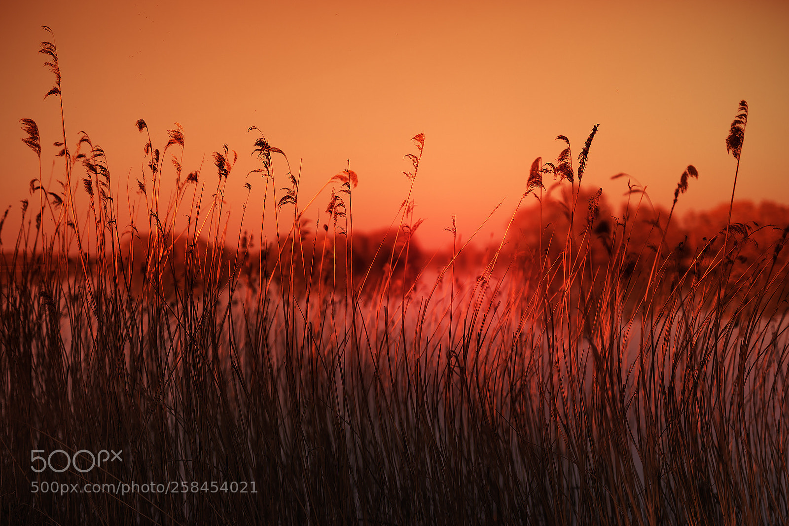 Canon EOS 5D Mark IV sample photo. Turn crimson photography