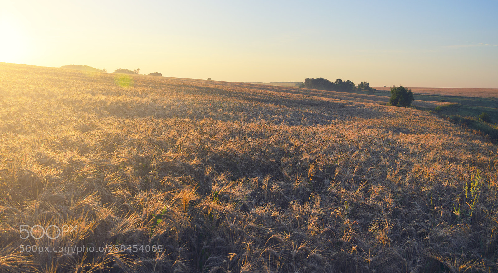 Nikon D5100 sample photo. Golden light photography