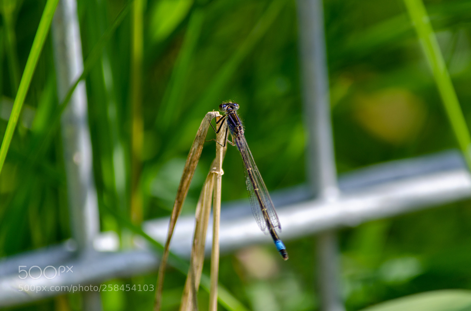 Nikon D5100 sample photo. Libelle photography