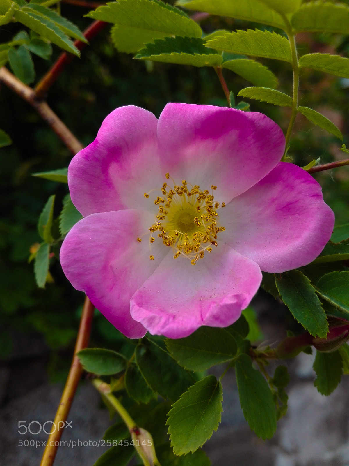 HUAWEI P8 Lite sample photo. Just pretty flower photography
