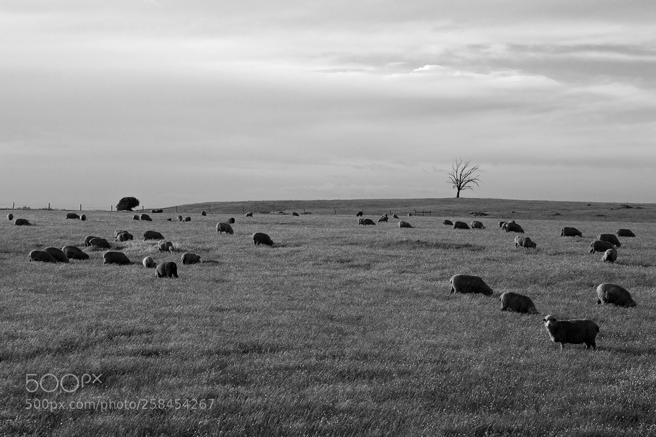 Canon EOS 100D (EOS Rebel SL1 / EOS Kiss X7) sample photo. Sheep photography