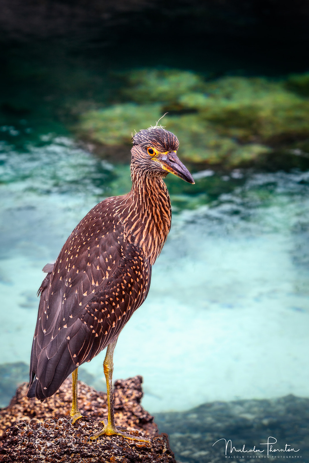 Canon EOS 5D Mark II sample photo. Yellow-crowned night heron photography