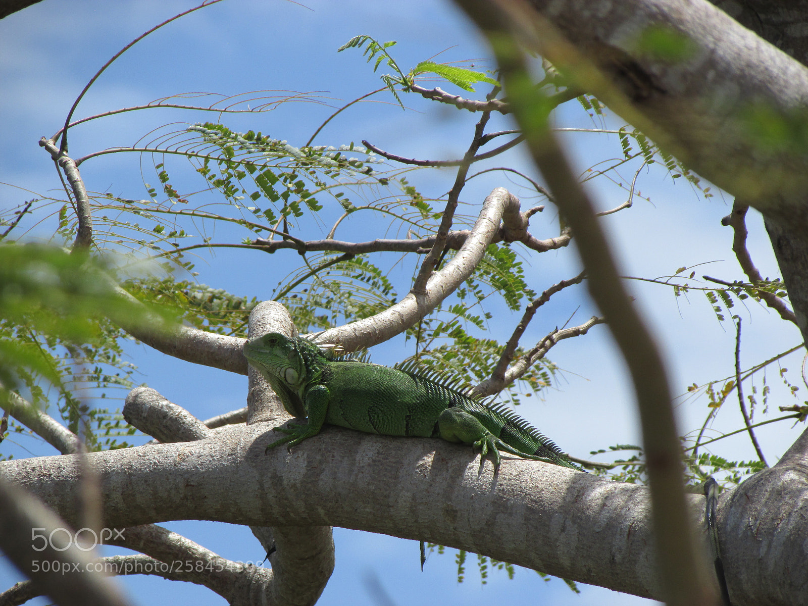 Canon PowerShot SX500 IS sample photo. Iguana in tree photography