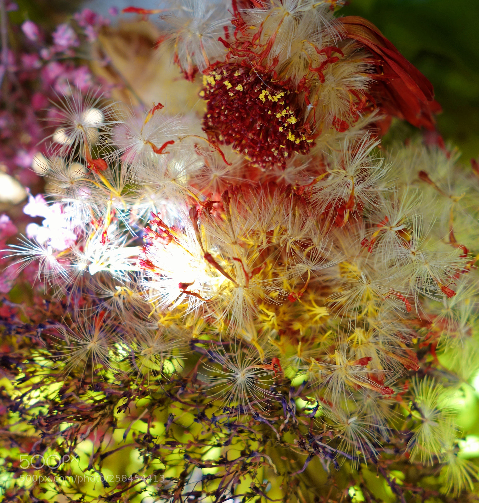 Sony Cyber-shot DSC-RX100 sample photo. Seeds photography