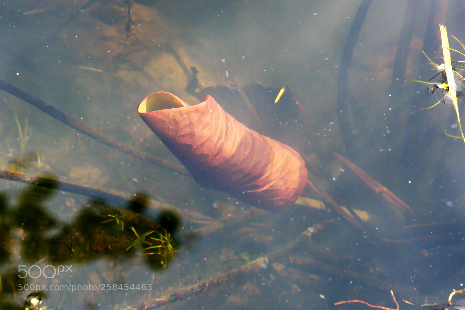 Panasonic Lumix DMC-FZ1000 sample photo. Ccc () photography