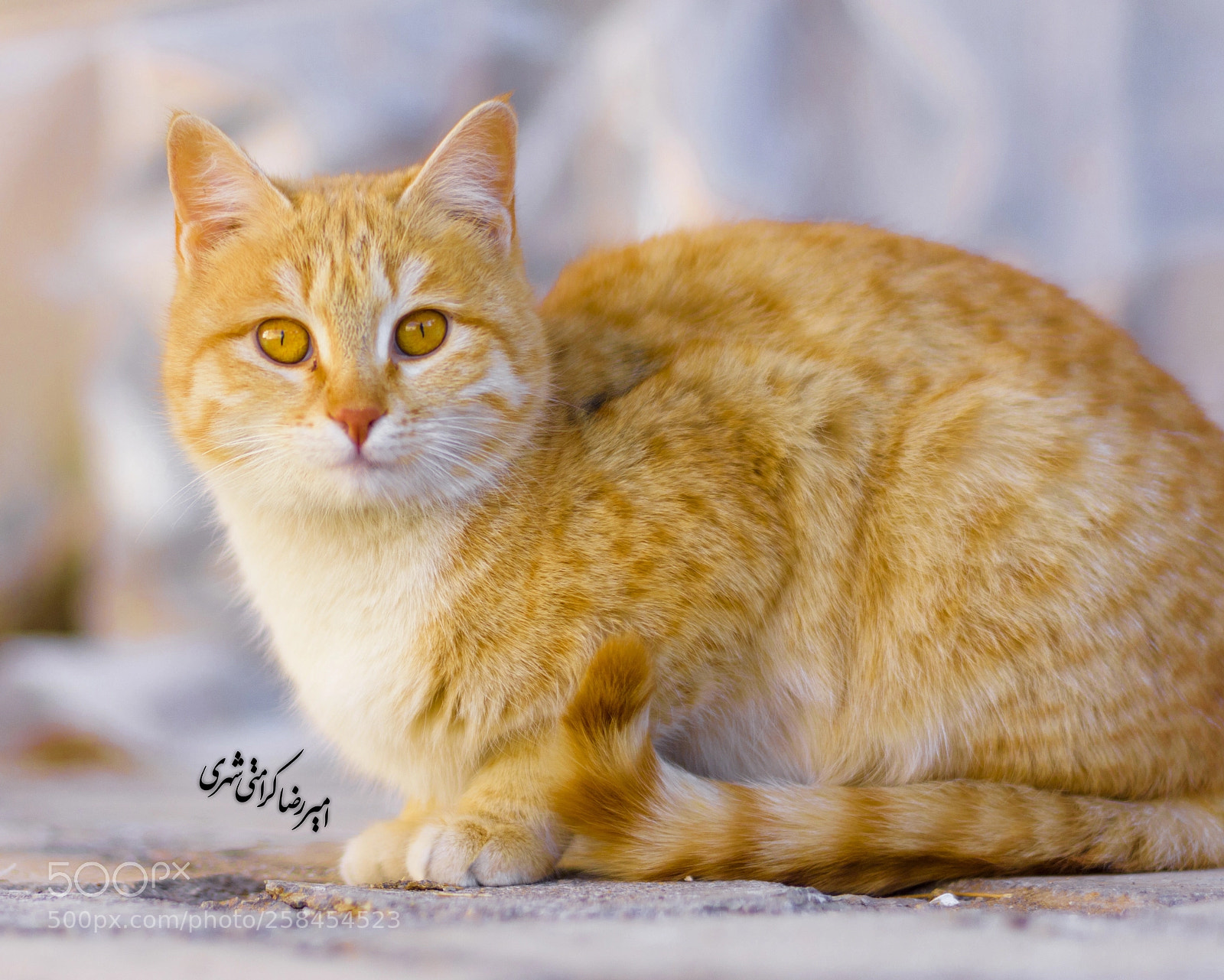 Nikon D7200 sample photo. Beautiful cat photography