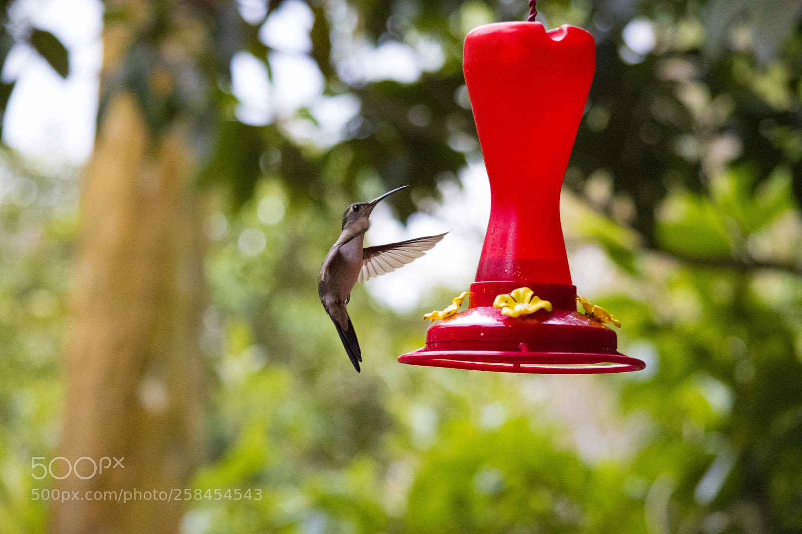 Nikon D5500 sample photo. Colibri photography