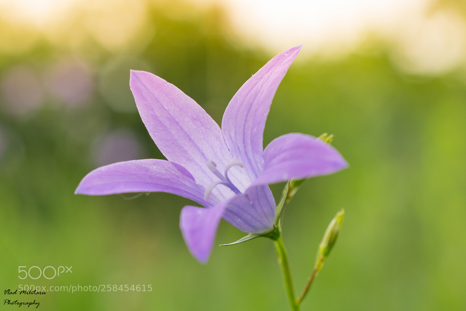 Nikon D5300 sample photo. Spreading bellflower ( campanula patula ). photography