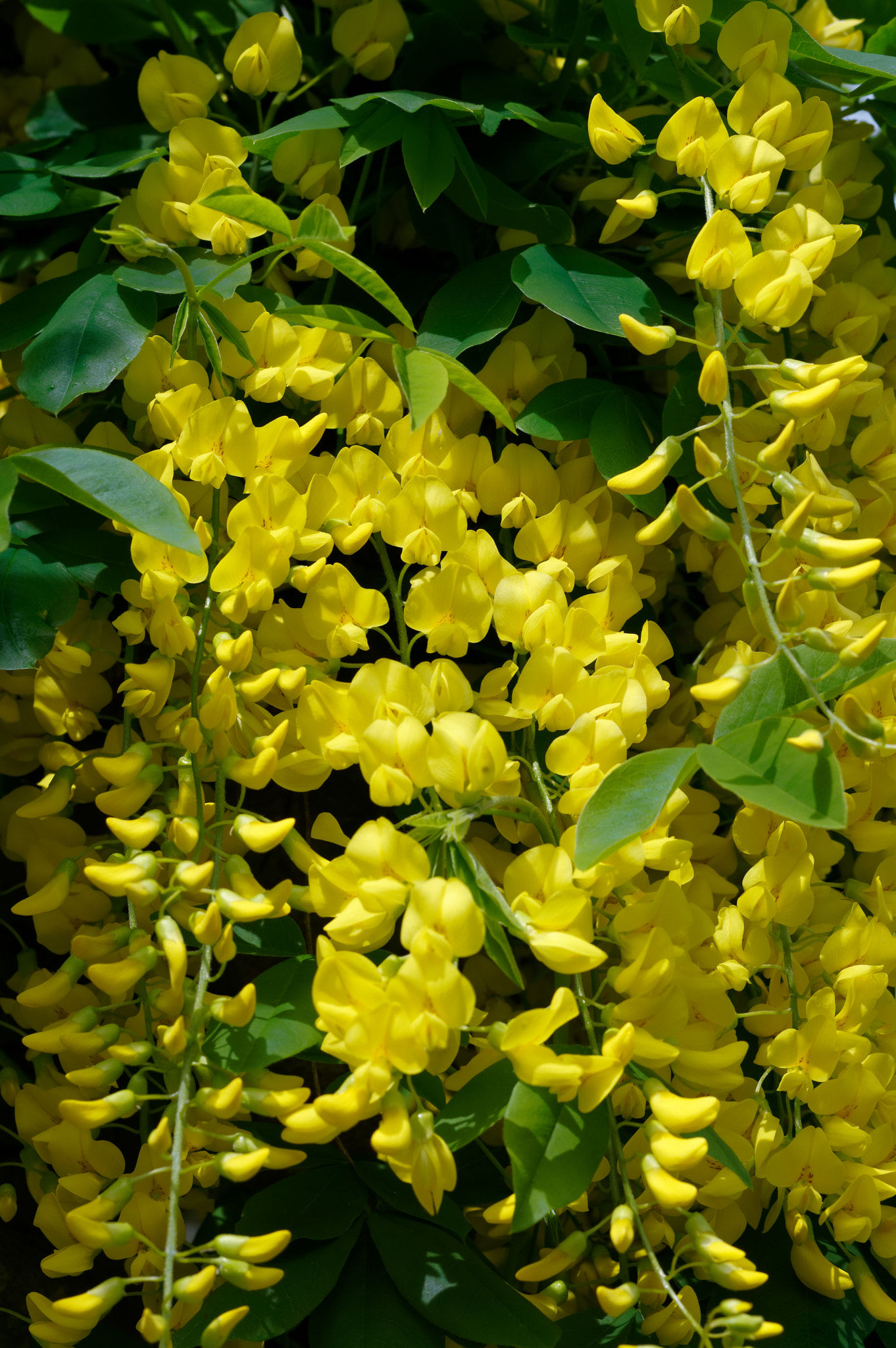 Pentax K-3 II sample photo. Pentax k3 11 50mm macro . laburnum tree. photography