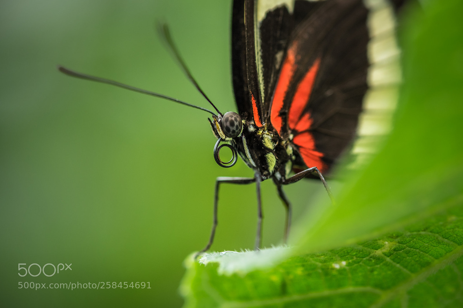 Fujifilm X-T1 sample photo. Butterfly photography