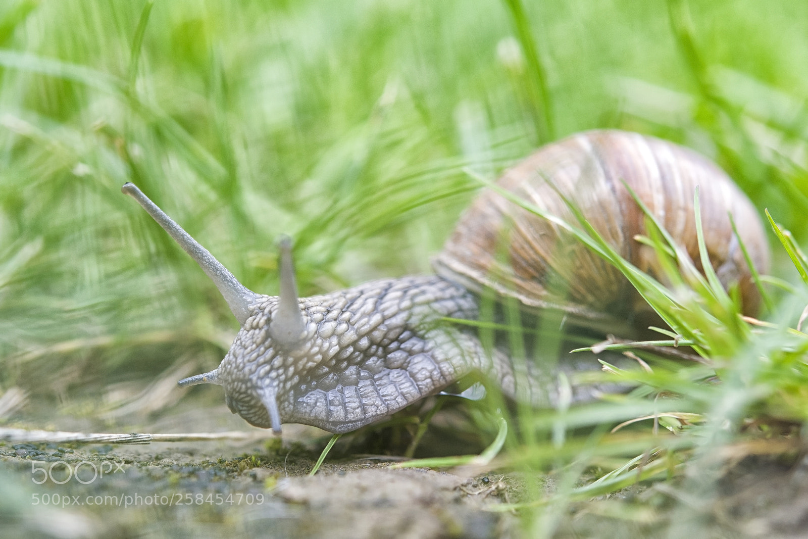 Nikon D500 sample photo. Snail crawling photography