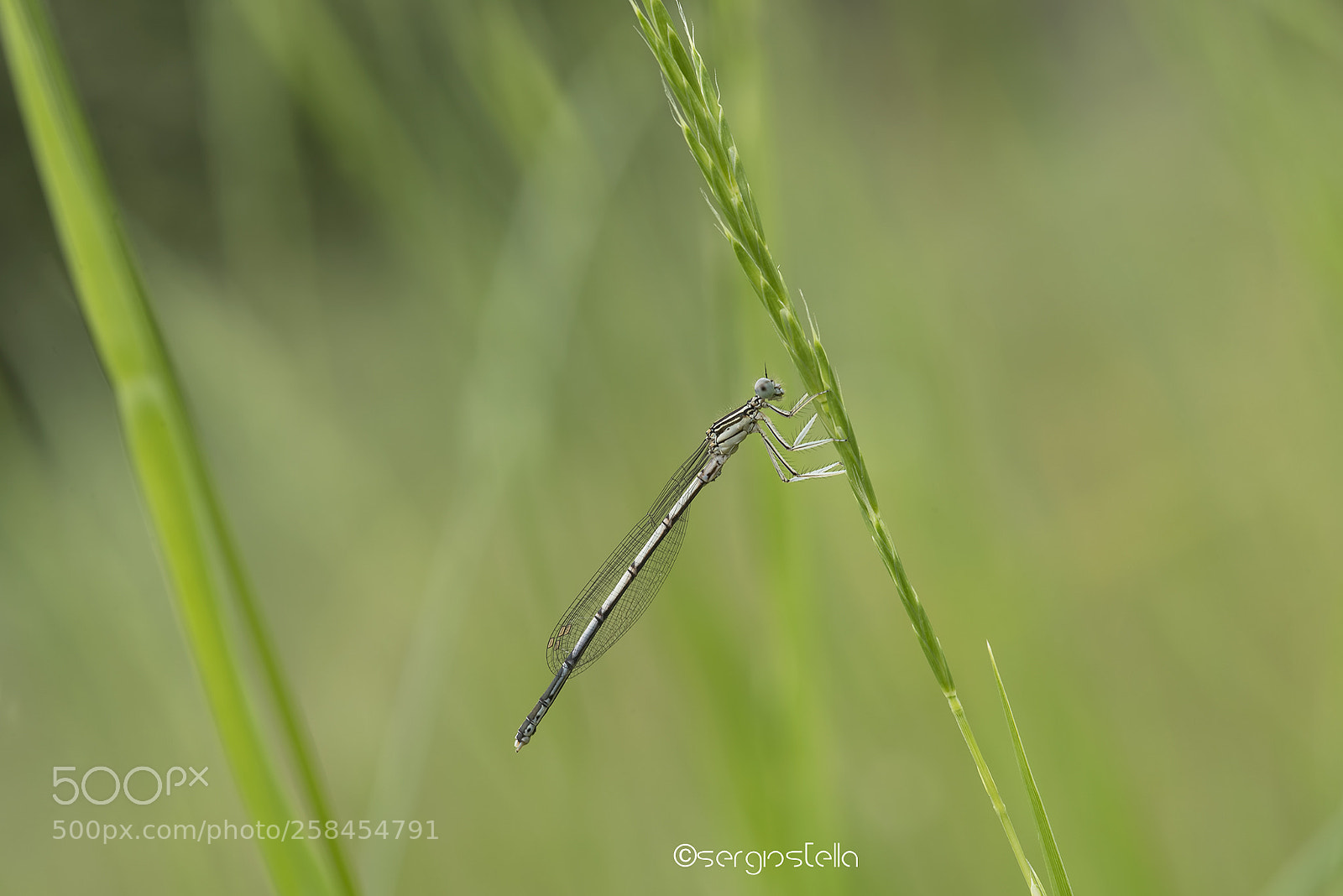 Nikon D610 sample photo. Zampalarga comune____ photography