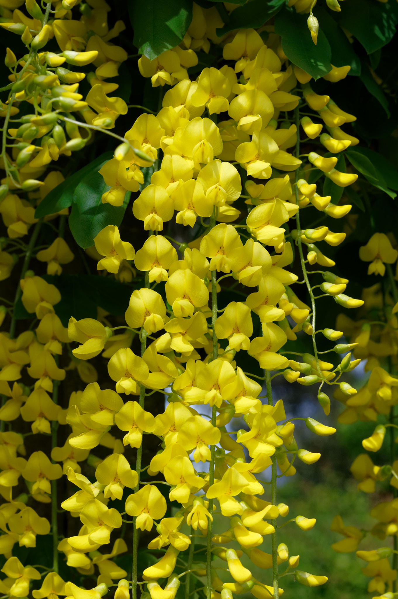 Pentax K-3 II + Pentax smc D-FA 50mm F2.8 Macro sample photo. Pentax k3 11 50mm macro . laburnum tree. photography