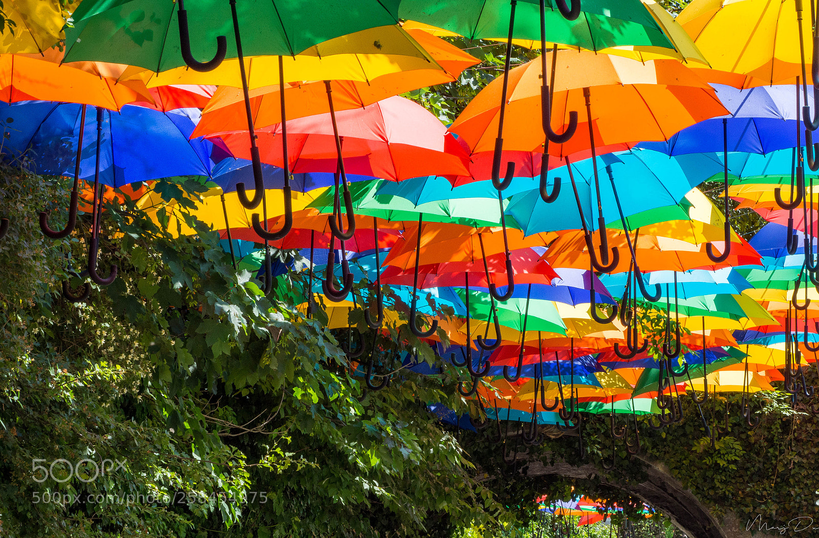 Olympus OM-D E-M10 II sample photo. The festival of colors photography