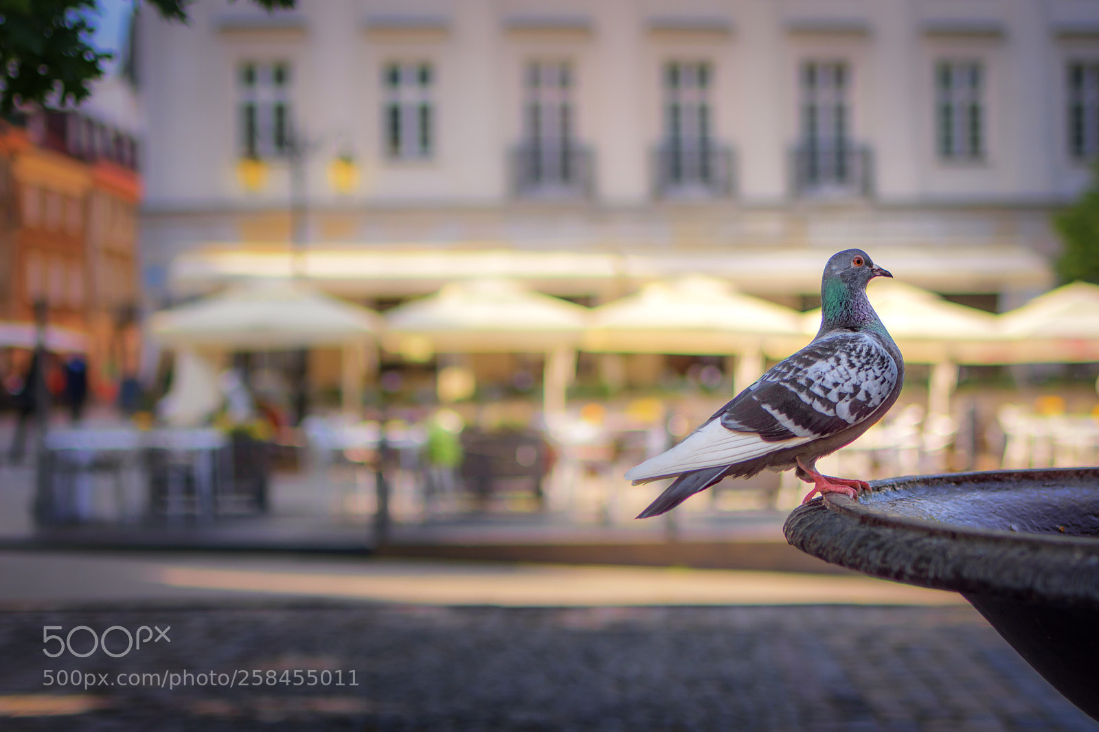 Nikon D7200 sample photo. Pigeon café photography