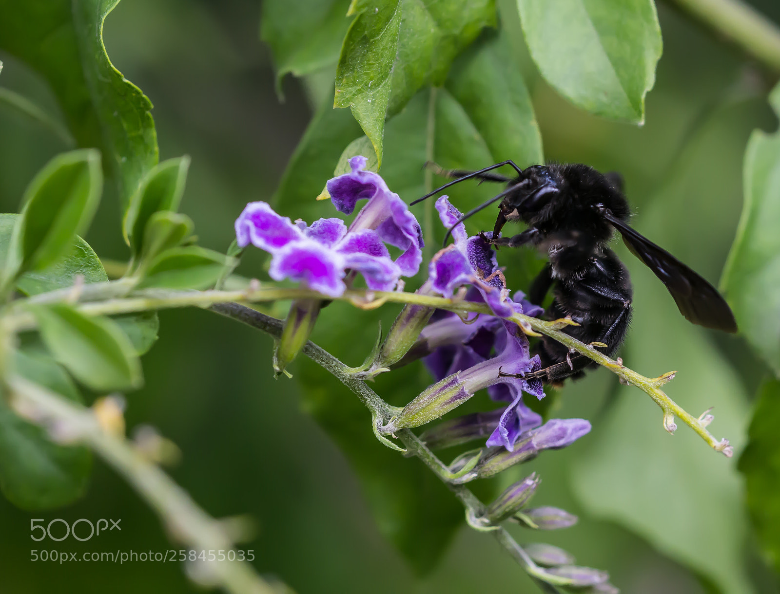 Canon EOS 60D sample photo. Insecto negro photography