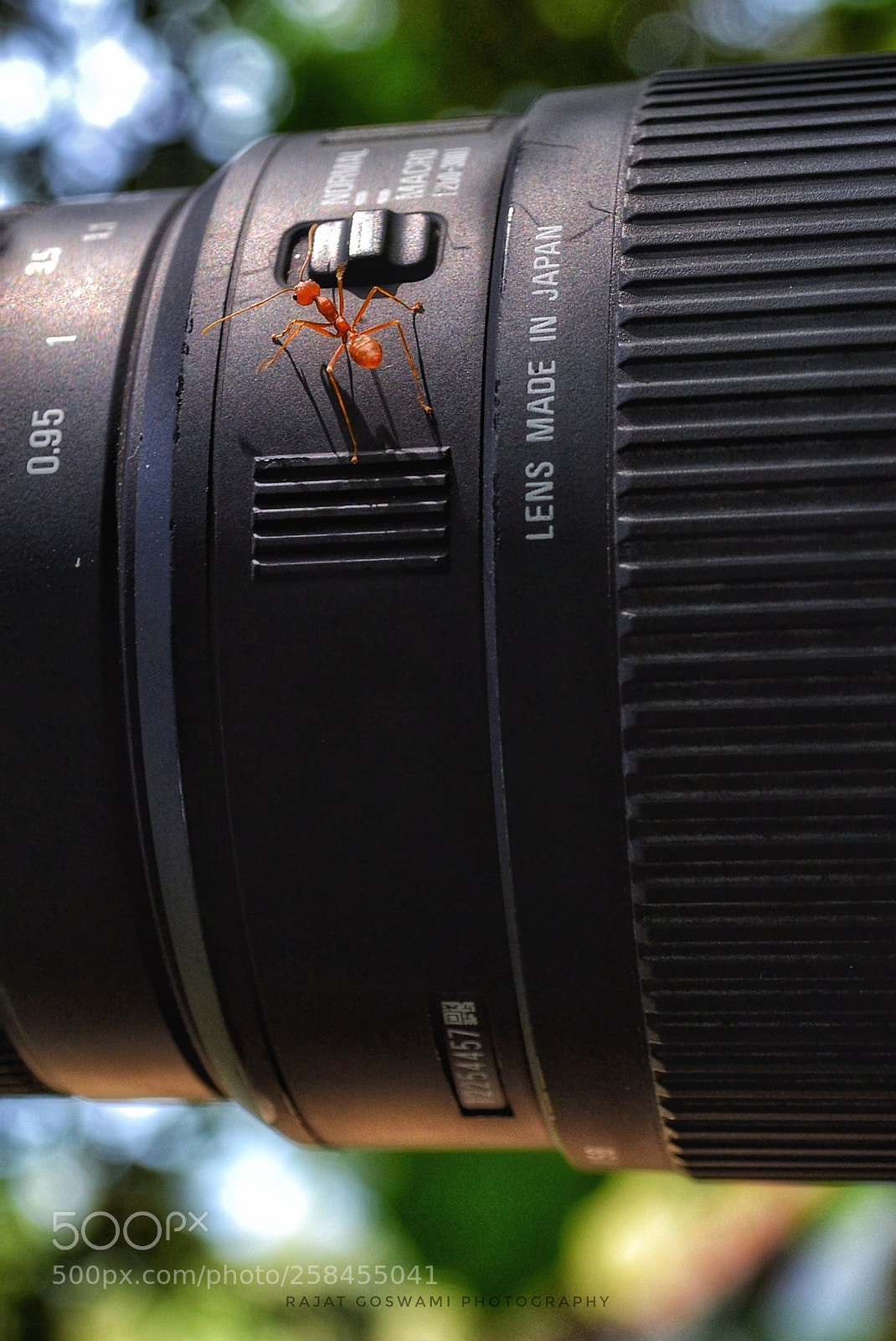 Nikon D3100 sample photo. The weaver ant. photography