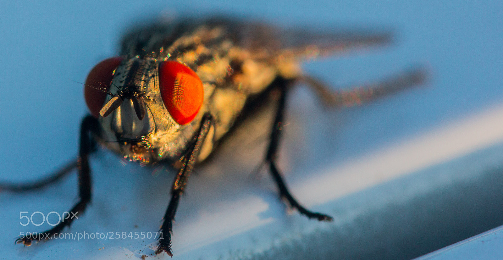 Canon EOS 60D sample photo. Mosca al sol photography