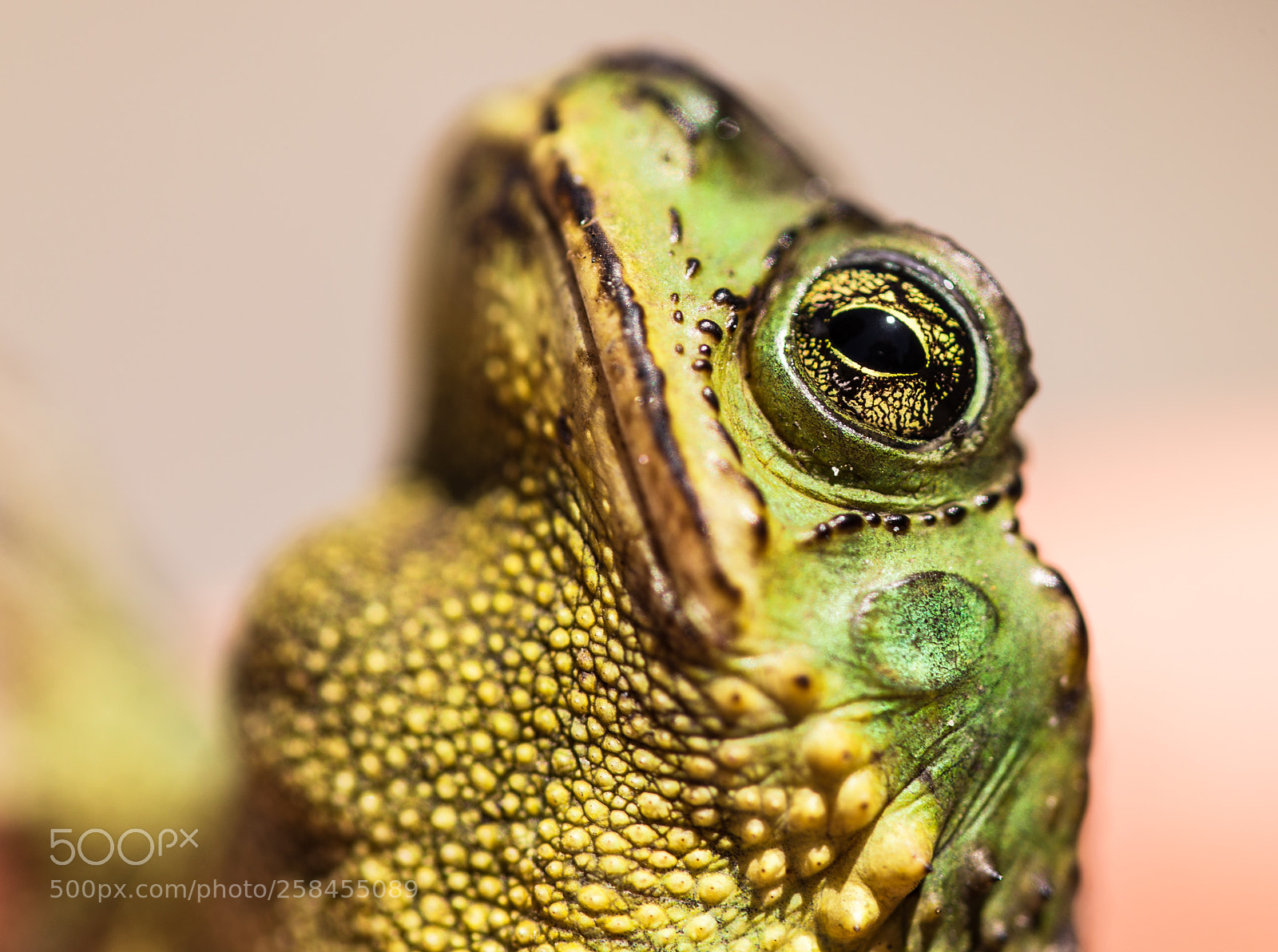 Canon EOS 6D sample photo. Rana, rana photography