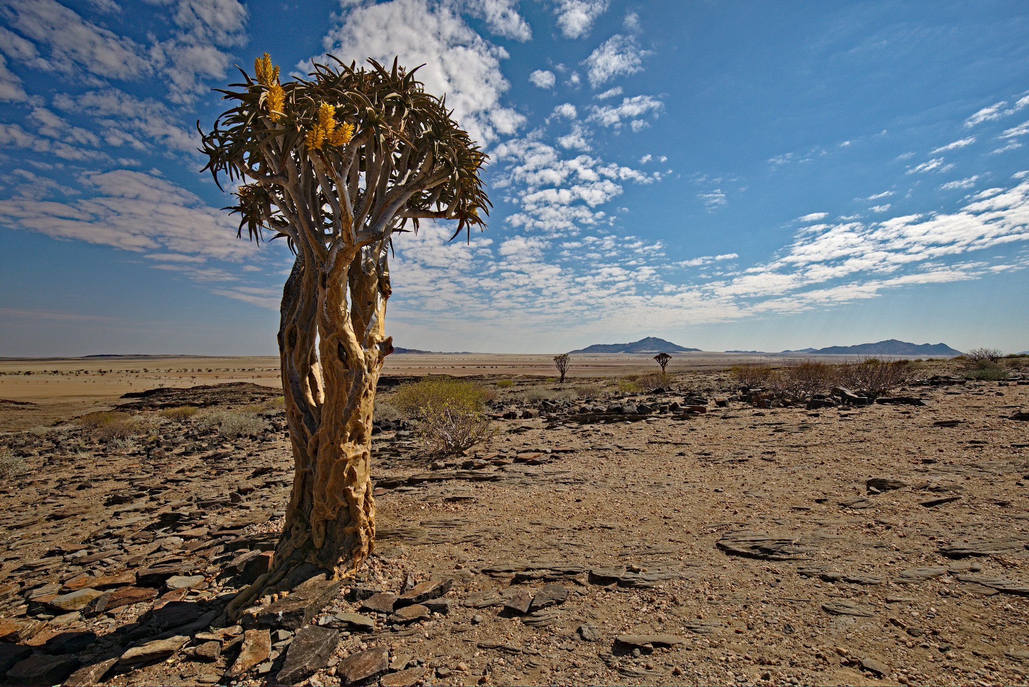 Canon EF 16-35mm F4L IS USM sample photo. Quiver tree (namibia) photography
