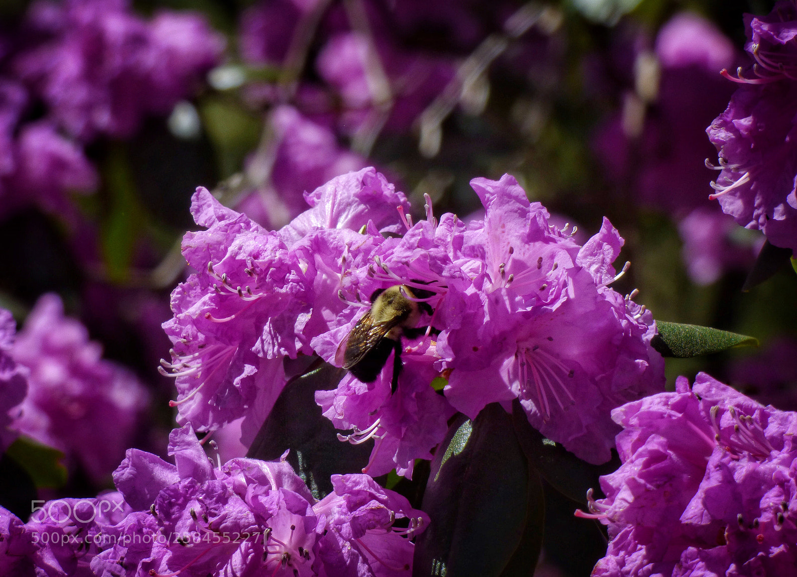 Panasonic Lumix DMC-FZ70 sample photo. Bumblebee indulging on rhododendron photography