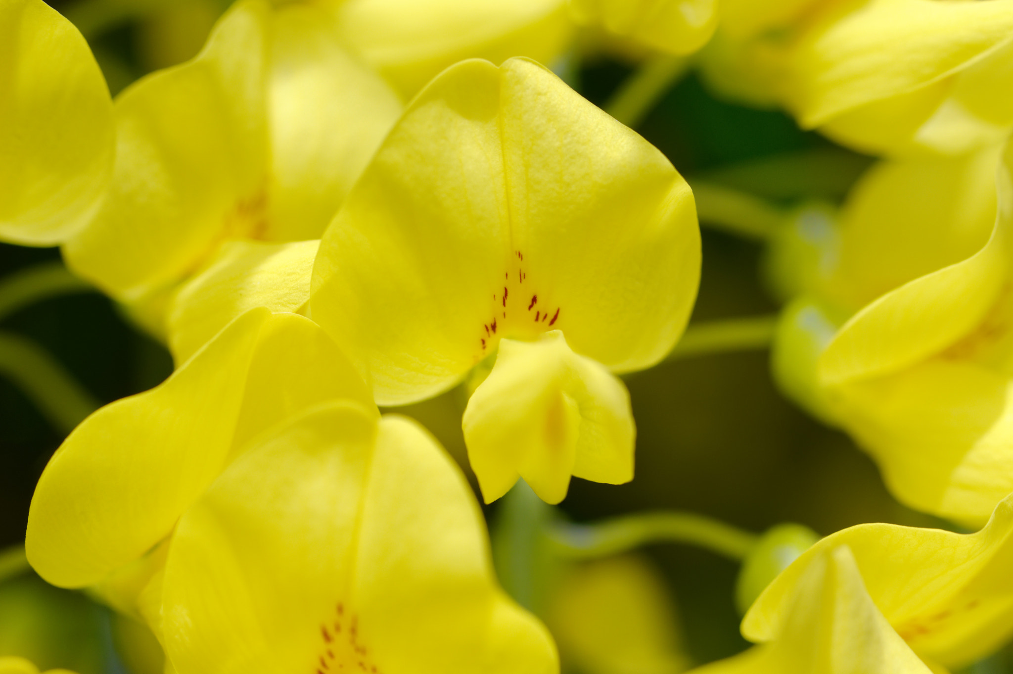 Pentax K-3 II + Pentax smc D-FA 50mm F2.8 Macro sample photo. Pentax k3 11 50mm macro . laburnum tree. photography