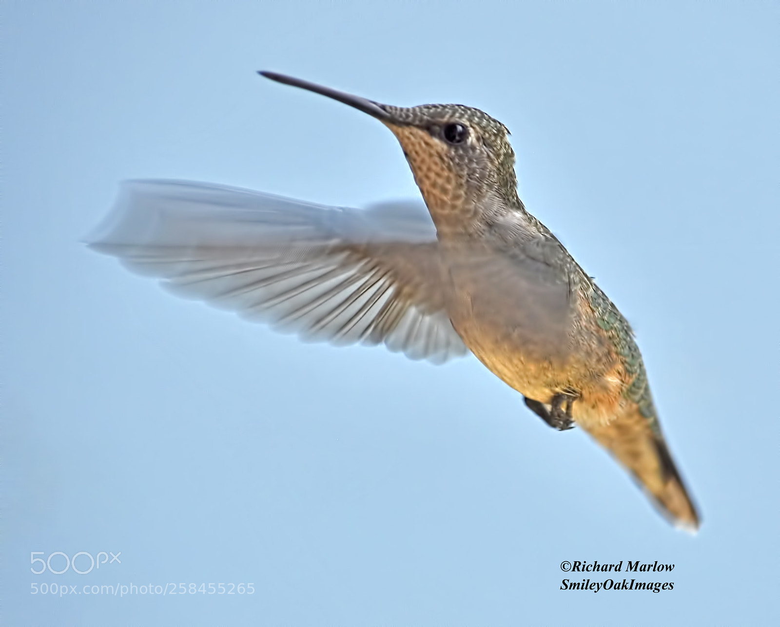 Nikon D5000 sample photo. Hummingbird photography