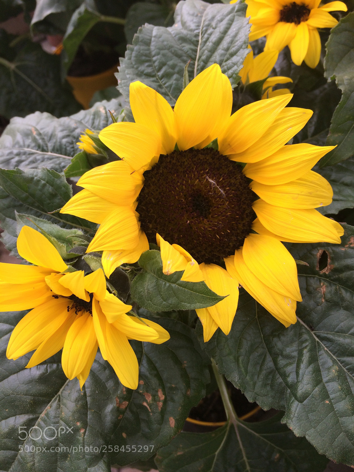 Apple iPhone 5s sample photo. Untitled photography